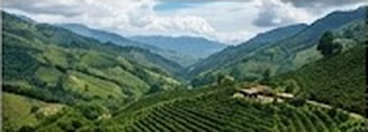 Cafetales en las laderas verdes de Fredonia