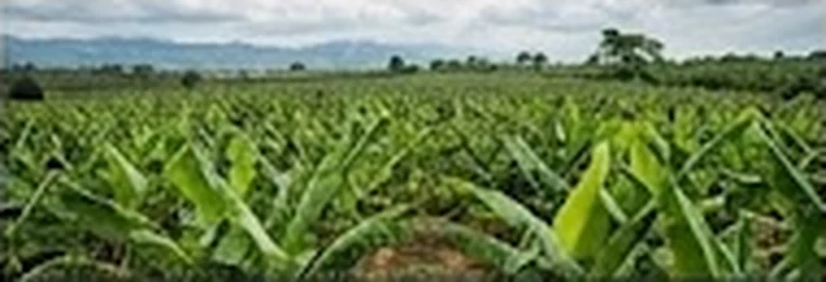Plantaciones de banano en Urabá