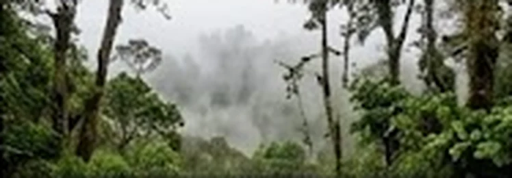 Bosque de niebla en las montañas de Andes